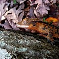 Crested Male