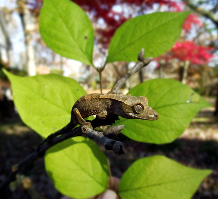 Crested Hatchling