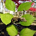 Crested Hatchling