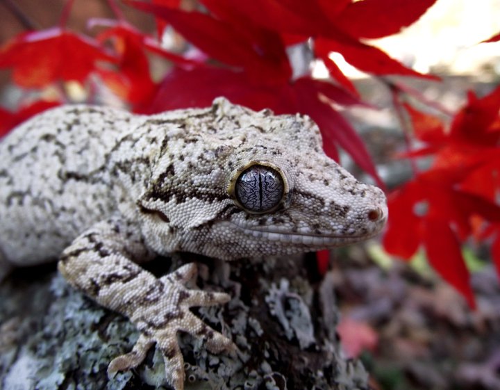 Gargoyle Gecko