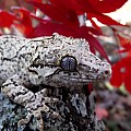 Gargoyle Gecko