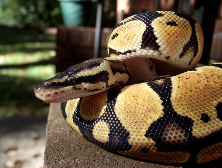 Pastel Male