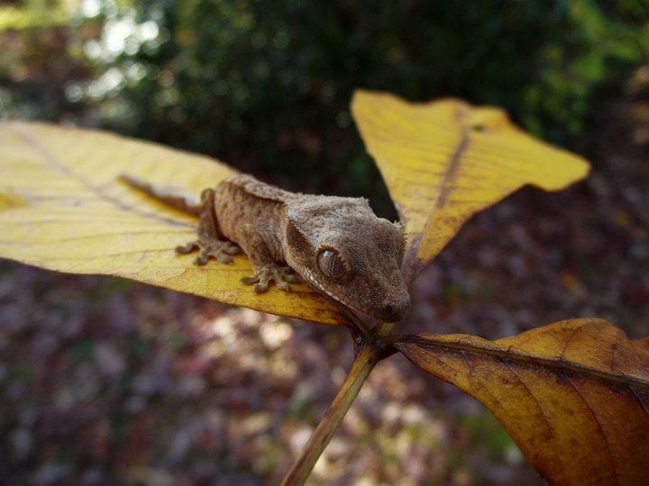 Crested Gecko Hatchling