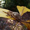 Crested Gecko Hatchling