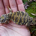 Uromastyx