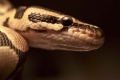 pythonhead