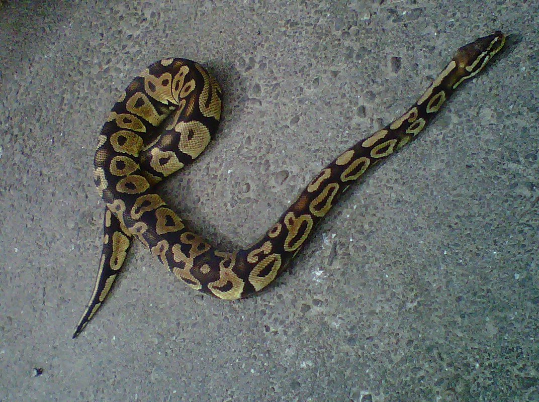 img00182-20110514-1026
