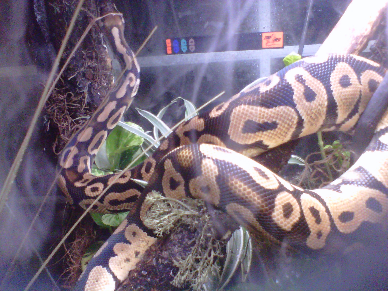 img00282-20110612-2133