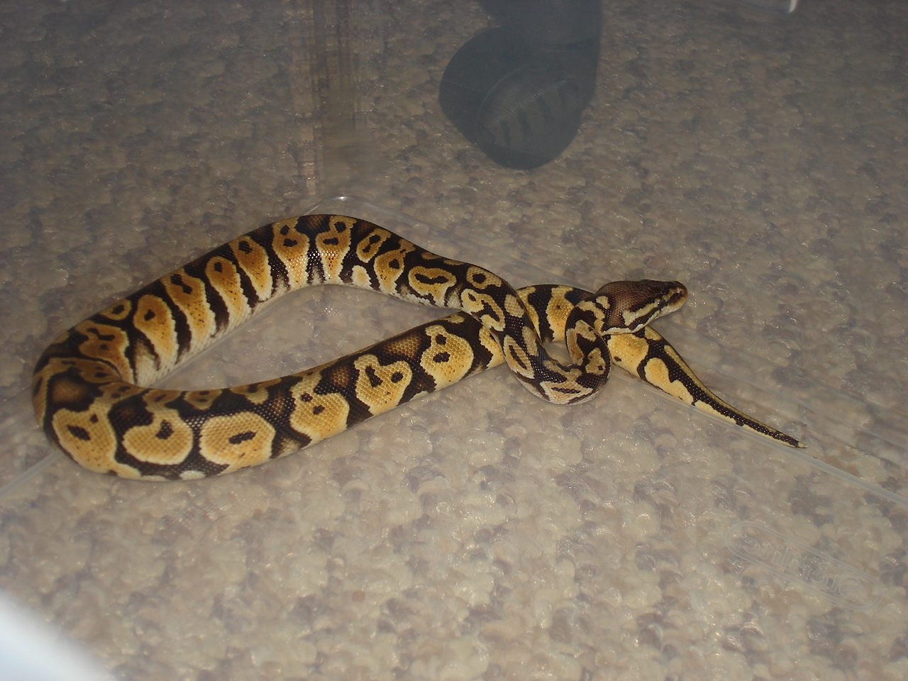 my pastel