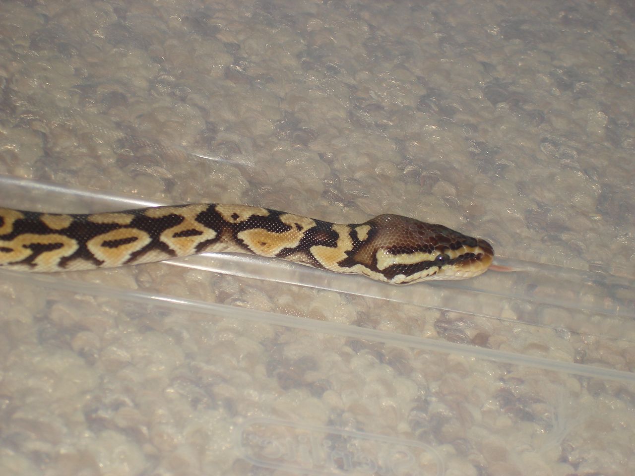 my pastel