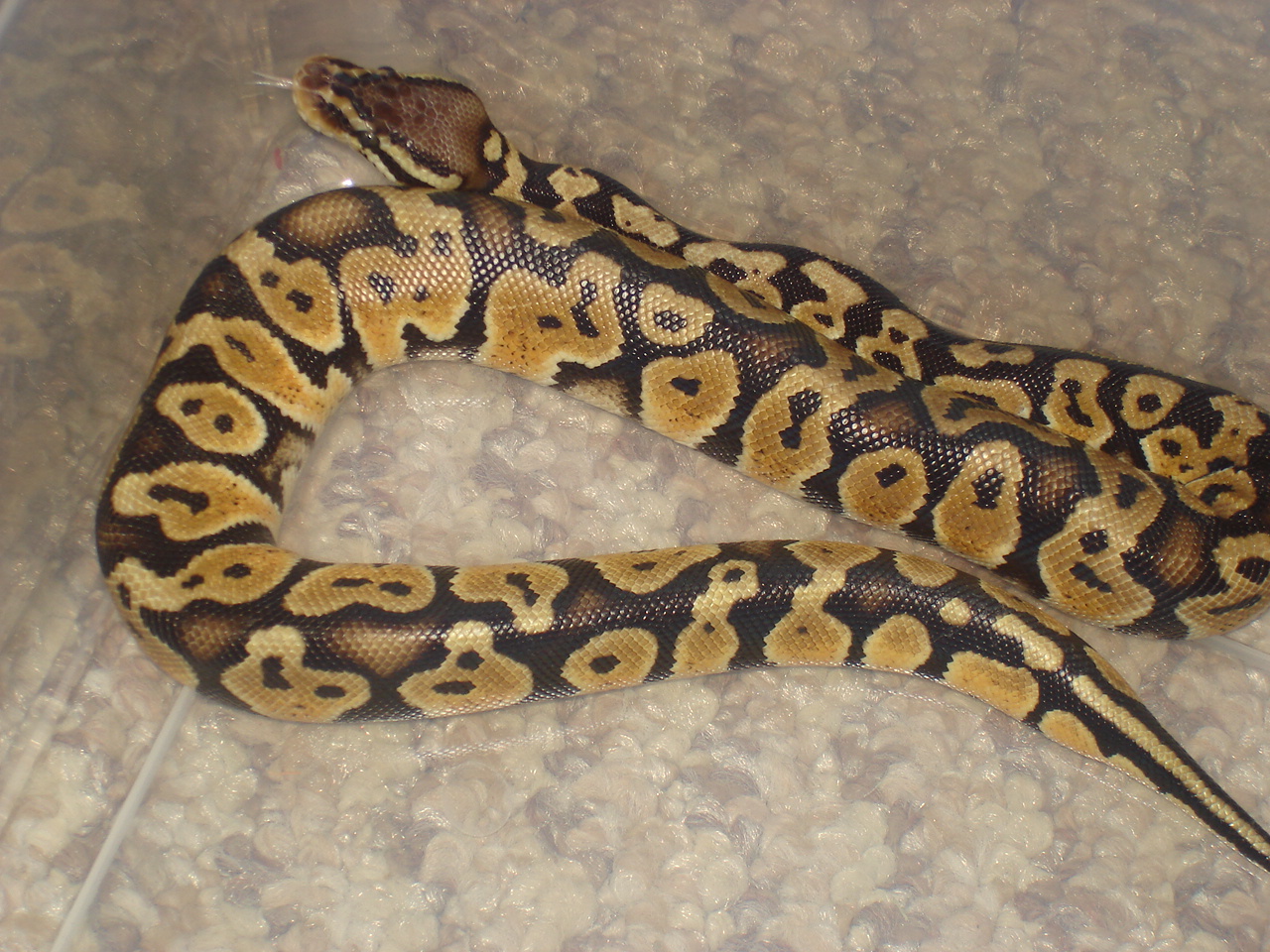 my pastel