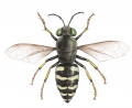 Bembix Sandwasp