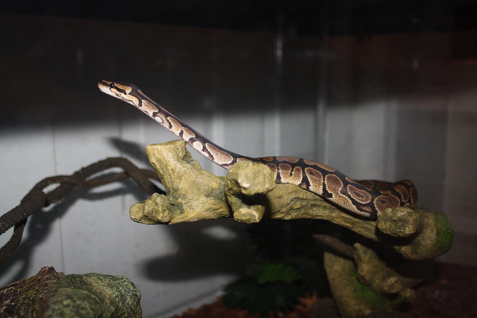 She my watch snake...Haven't taught her to bark yet....