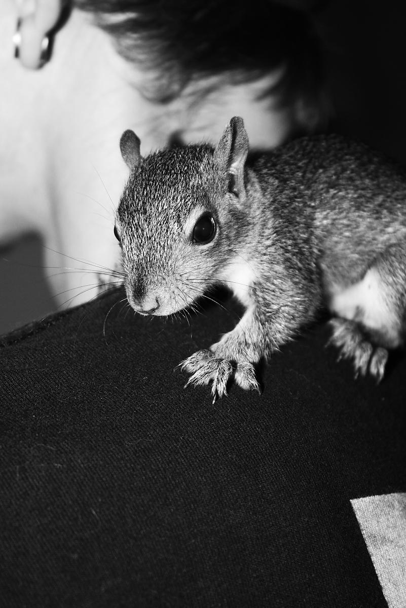Scrat. R.I.P
