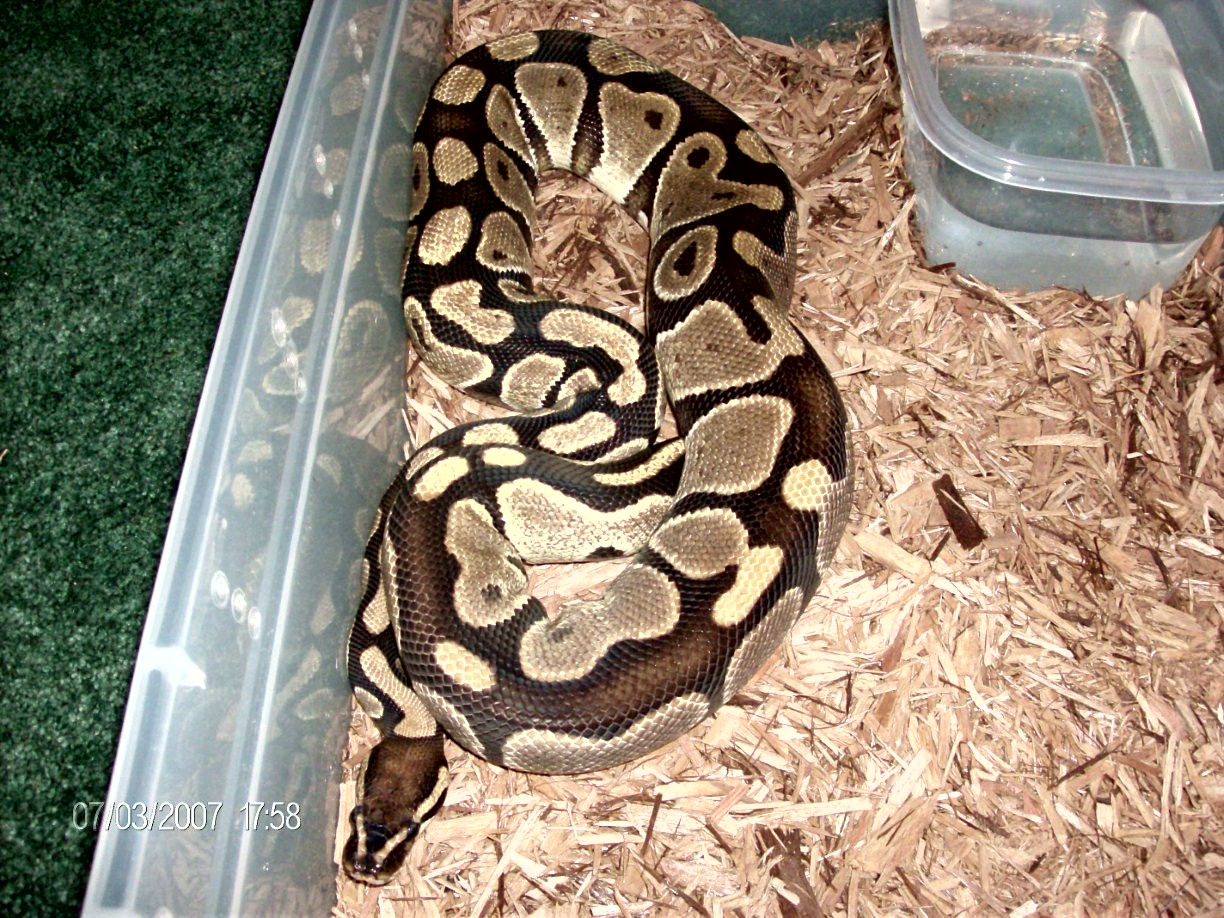 2000 gram female