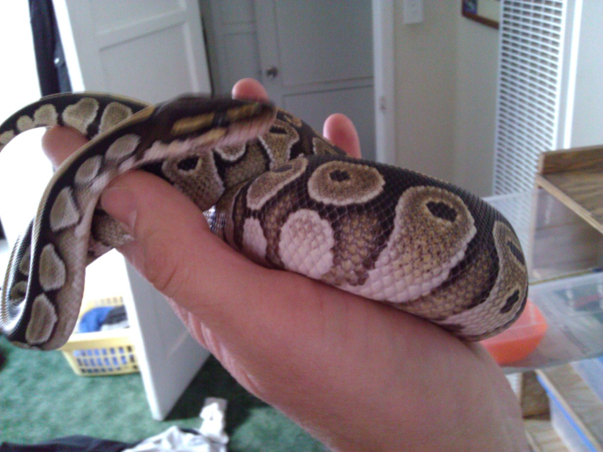 2010 mojave