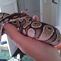 2010 mojave