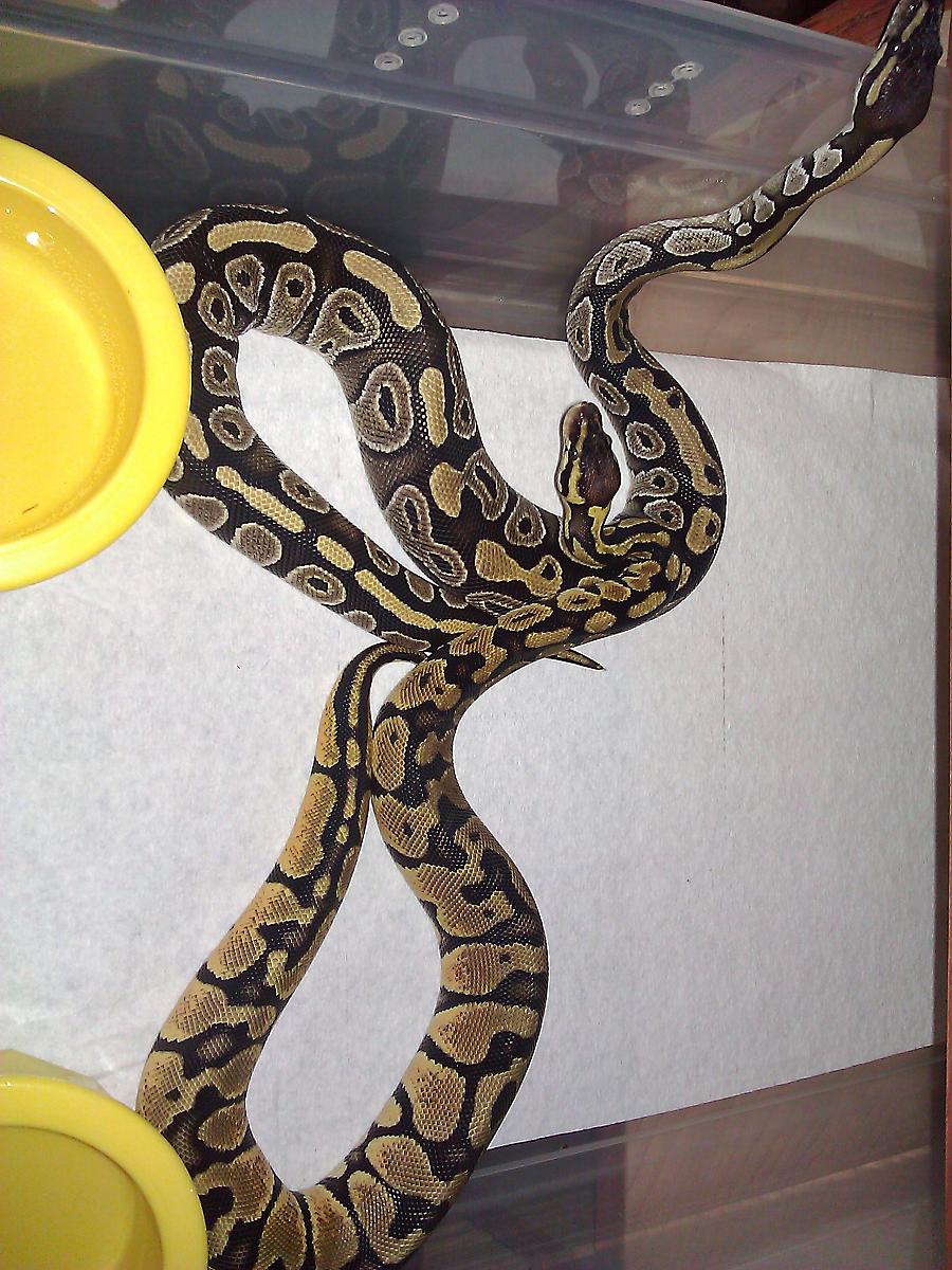 2010 pastel ,Mojave pic2
