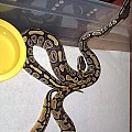 2010 pastel ,Mojave pic2