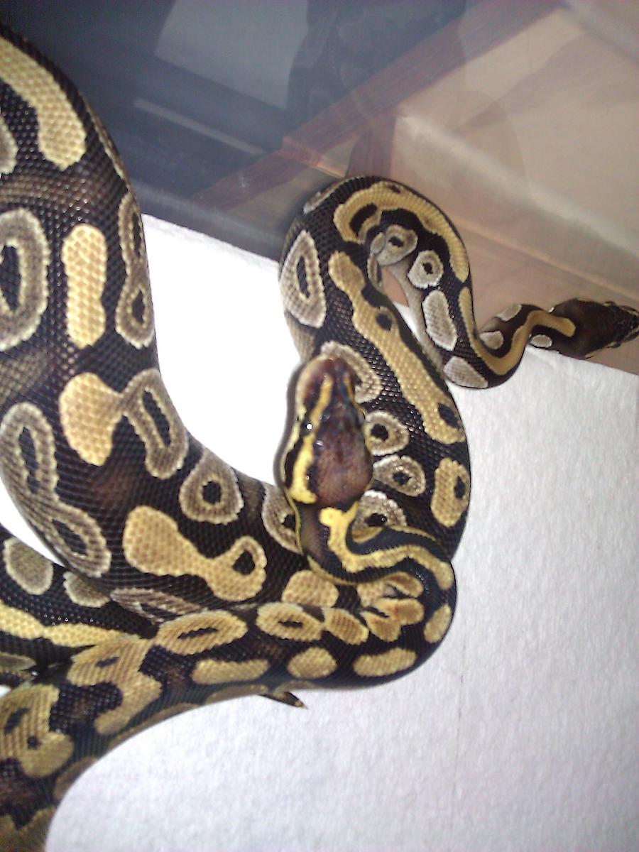 2010 pastel and mojave