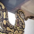 2010 pastel and mojave