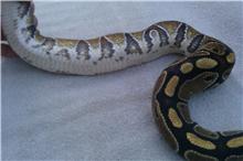 Snakes