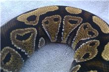 Snakes