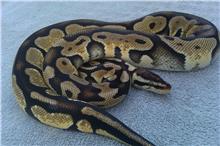 Snakes