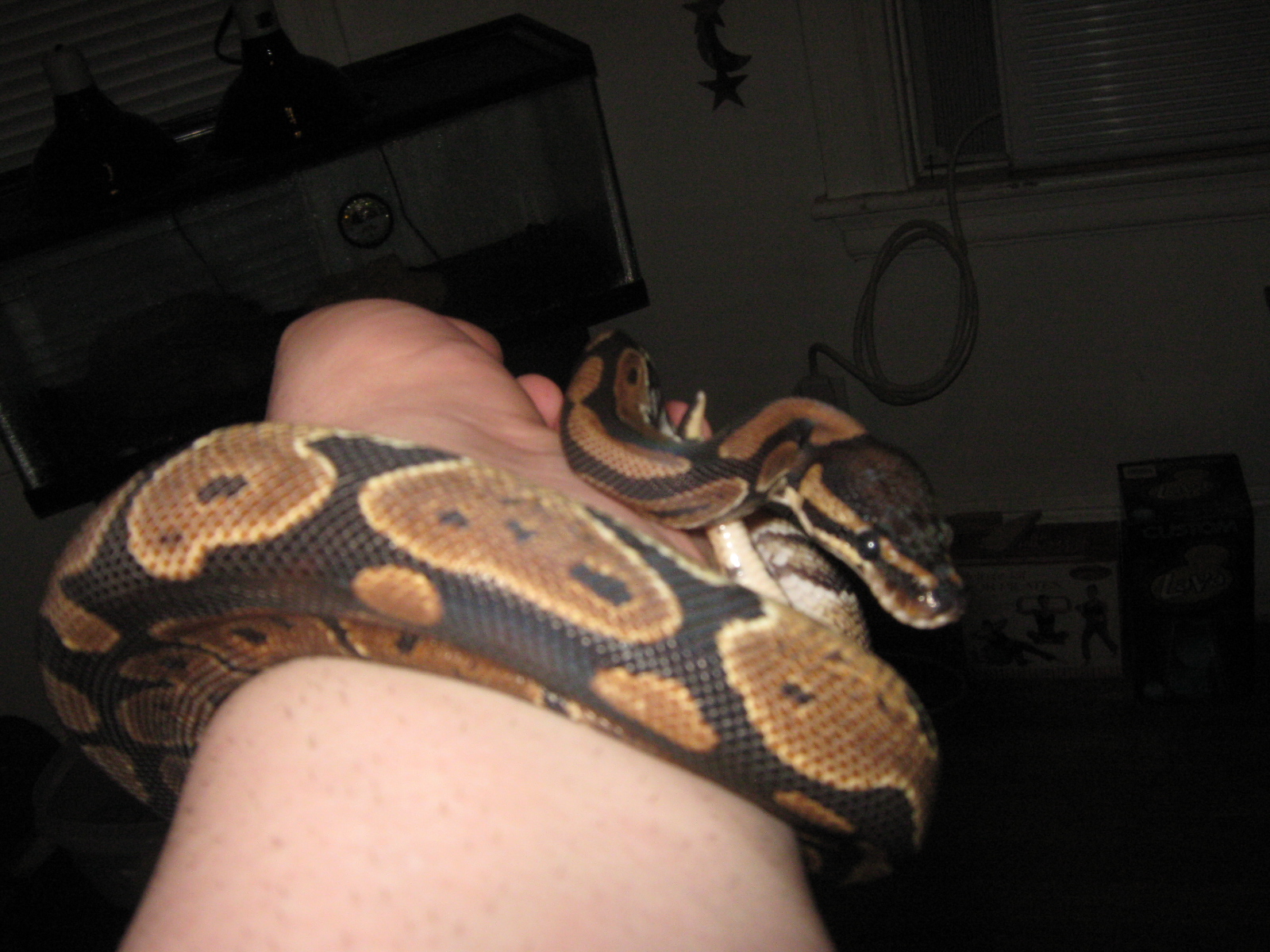 My New Ball Python! Still Settling On A Name.