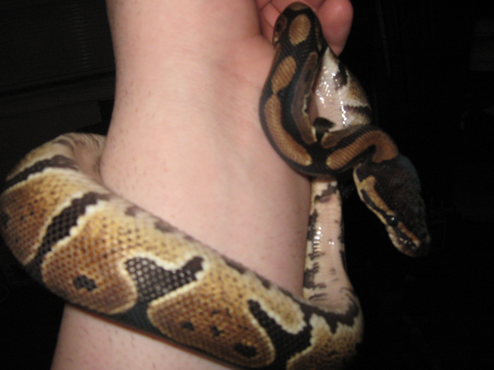 My New Ball Python! Still Settling On A Name.