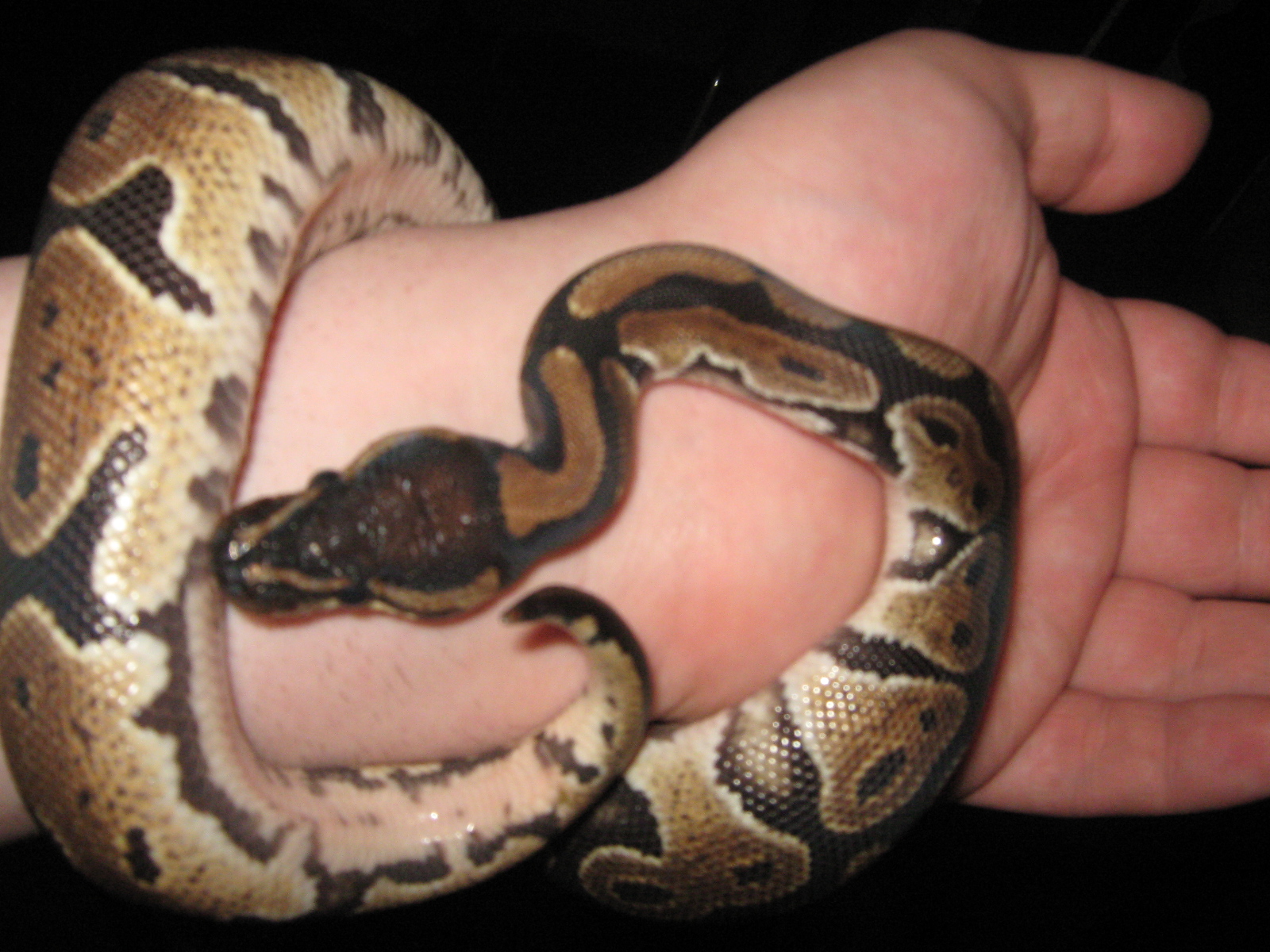 My New Ball Python! Still Settling On A Name.