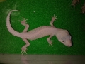 Leopard Gecko