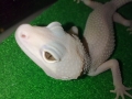 Leopard Gecko