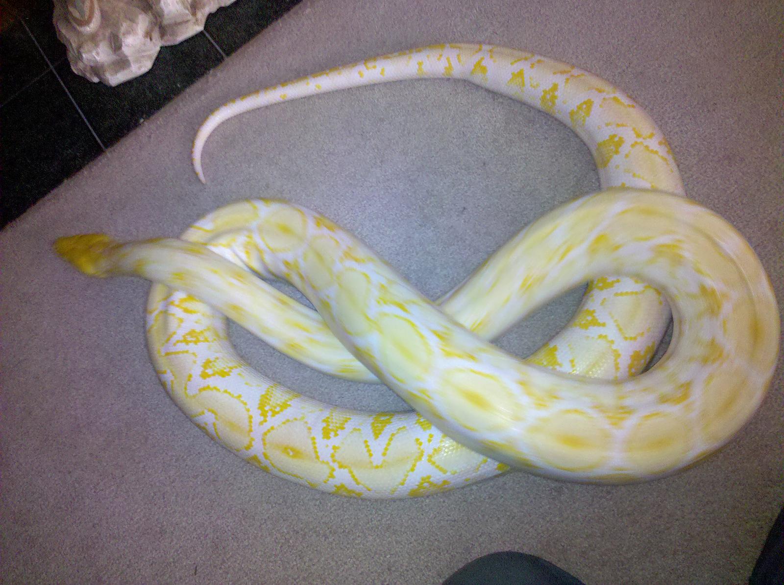 some of my pythons