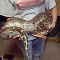 some of my pythons