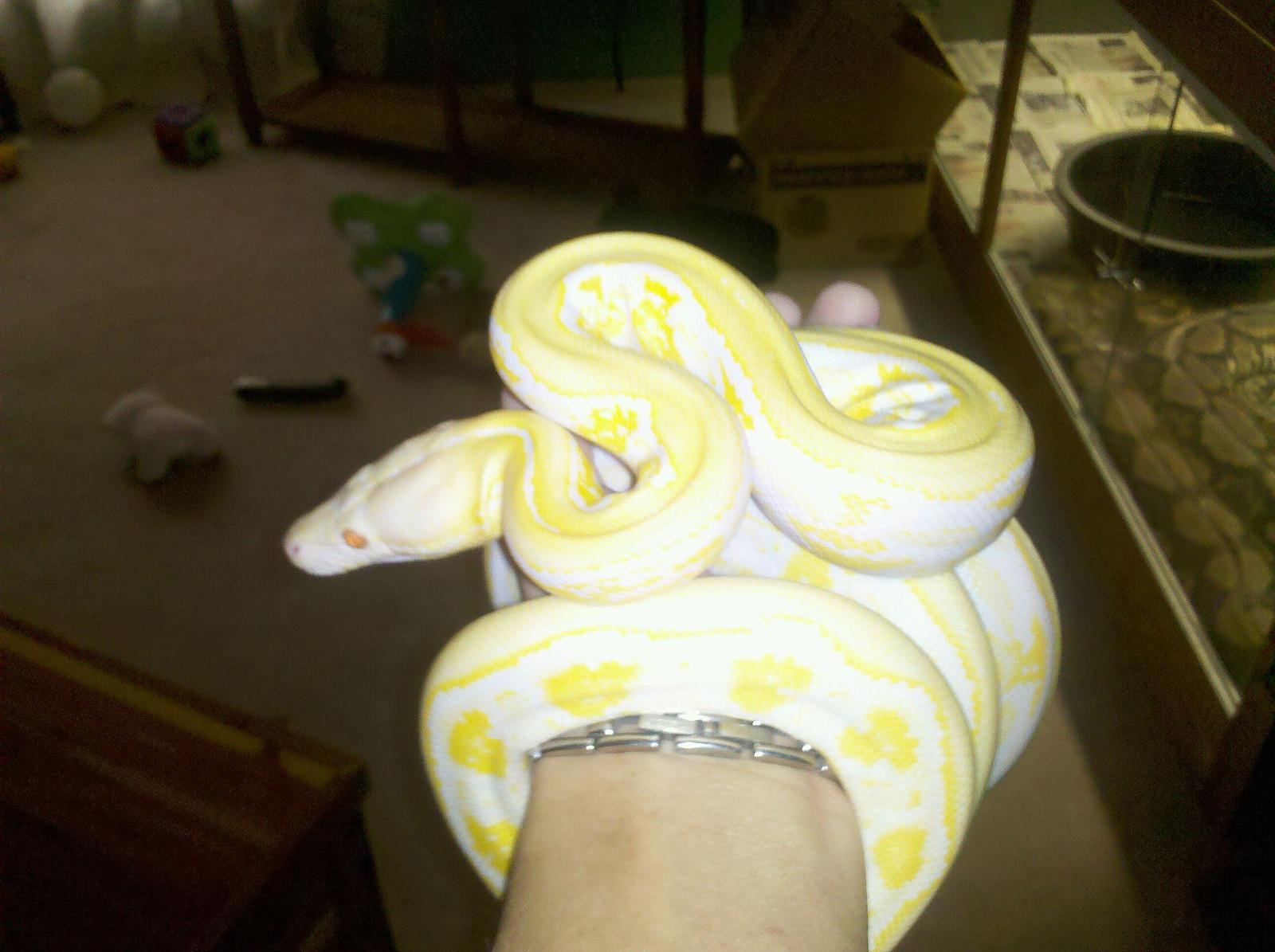 some of my pythons