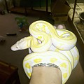 some of my pythons