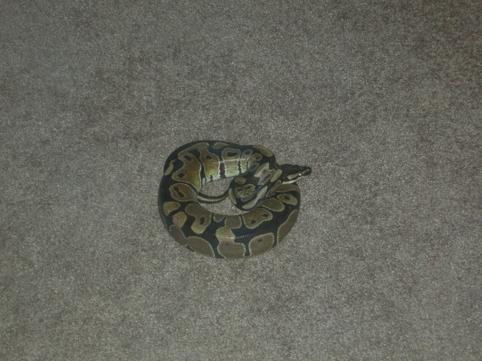 My Snakes
