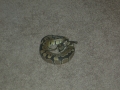 My Snakes