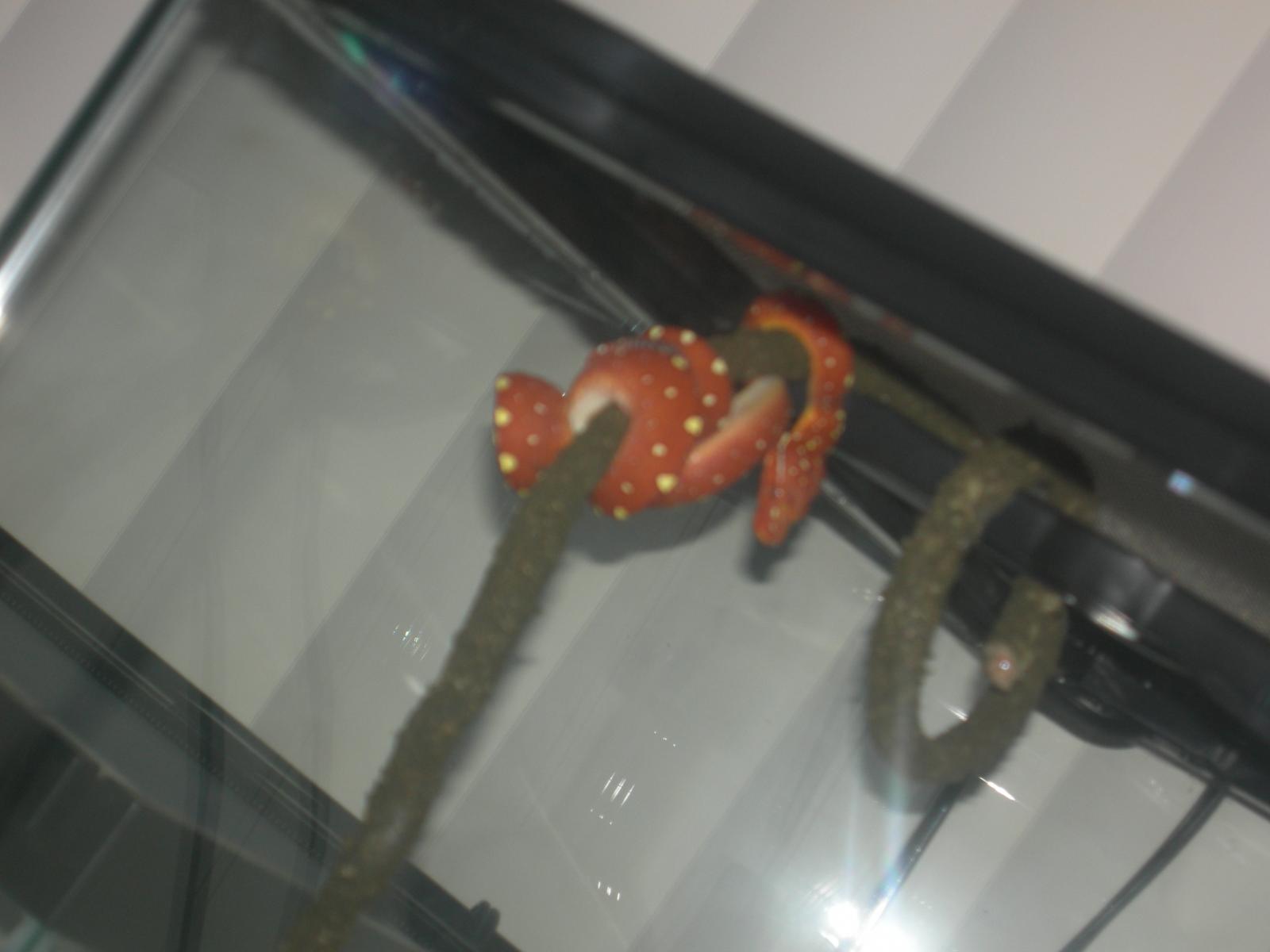 My Snakes