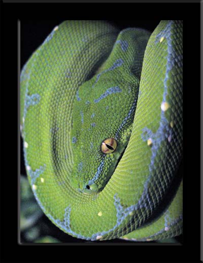 GTP