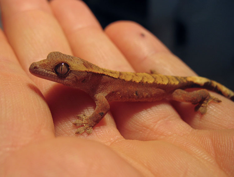 Baby Gecko