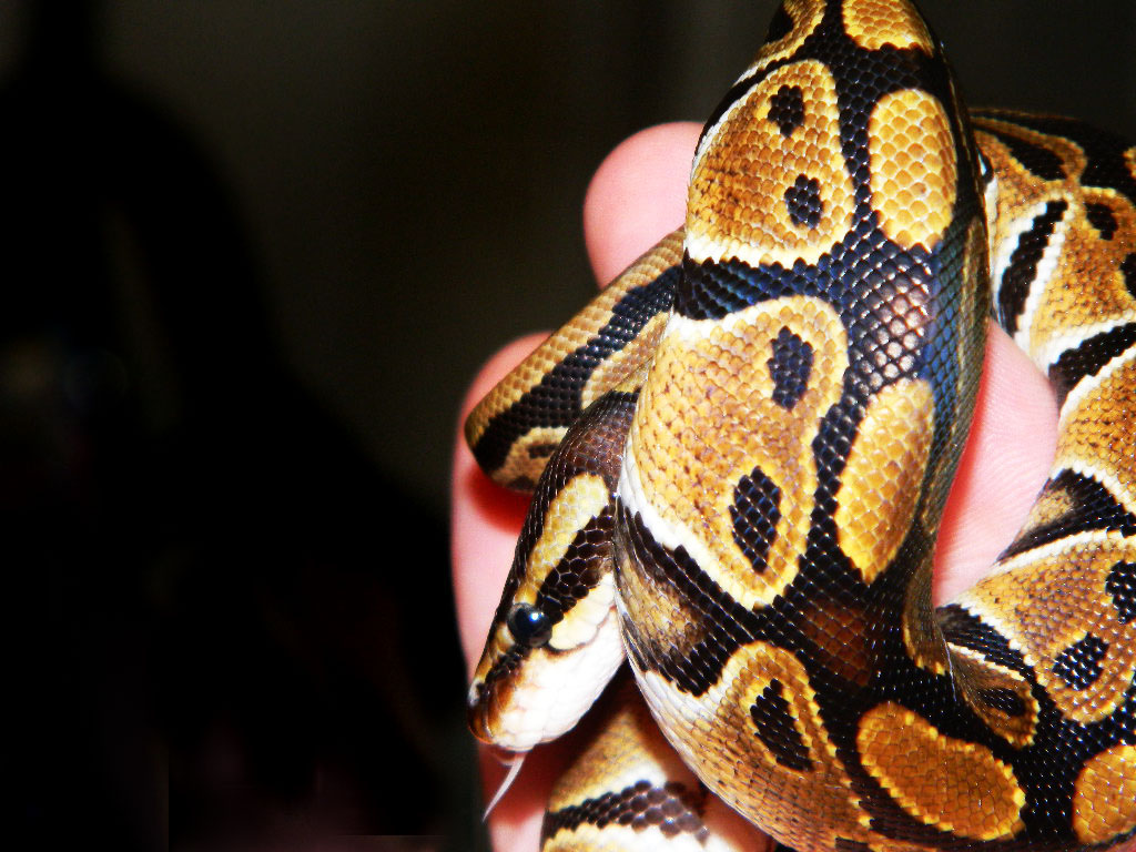 Dinah