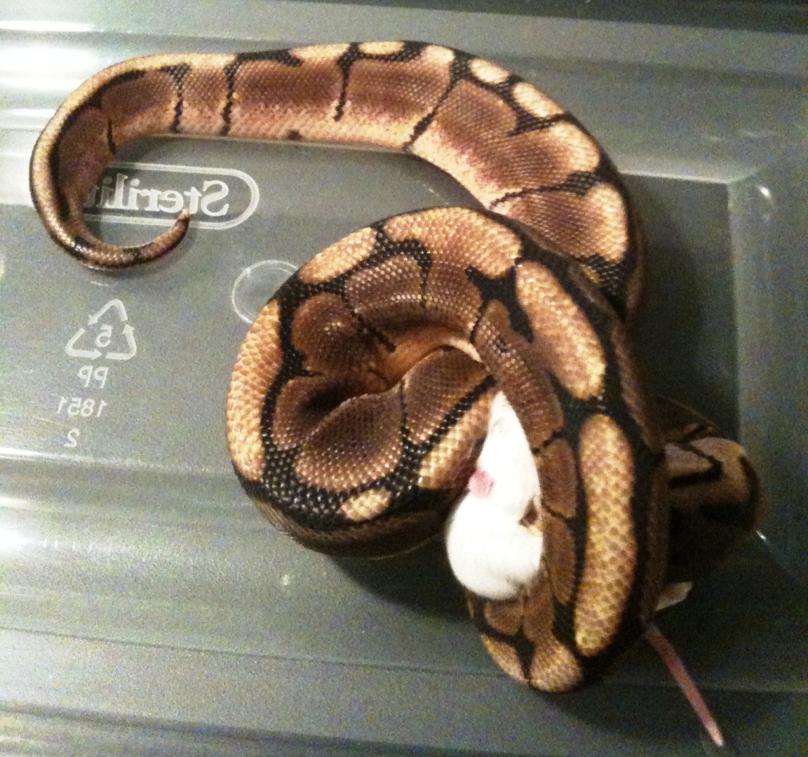 dinner time