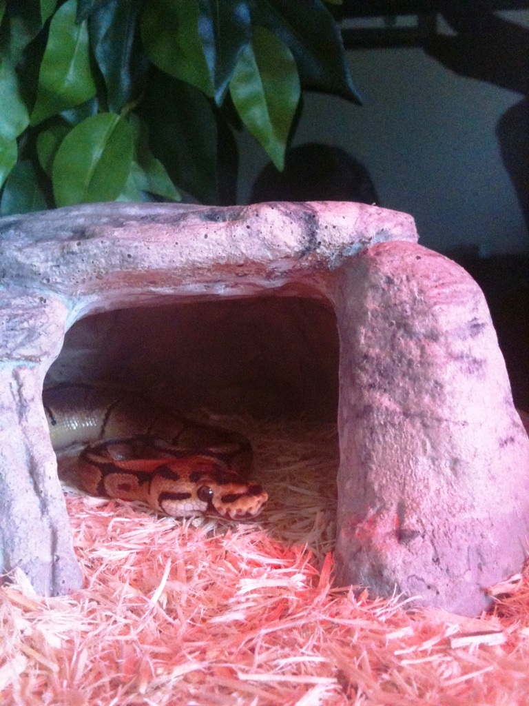 Hide