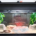 setup