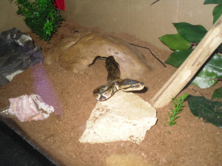 Claire in August 2010 when I got her.
