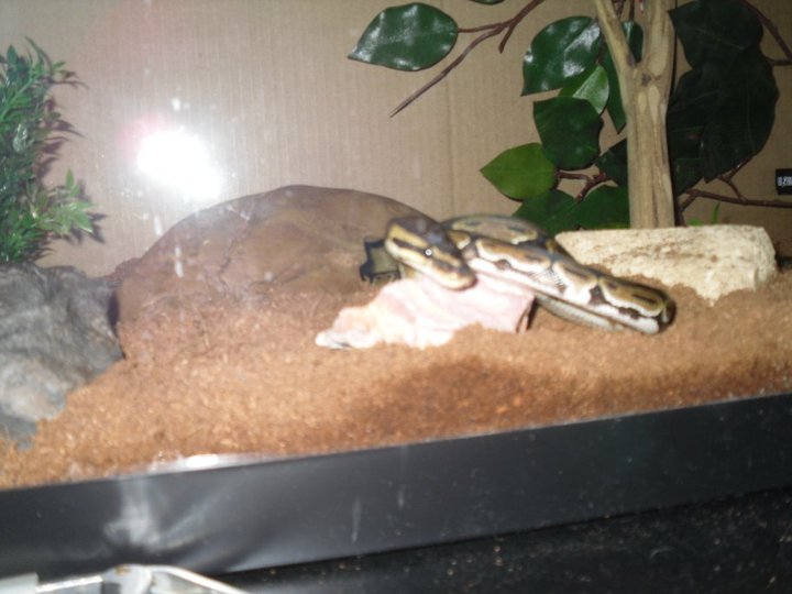 Claire in August 2010 when I got her.