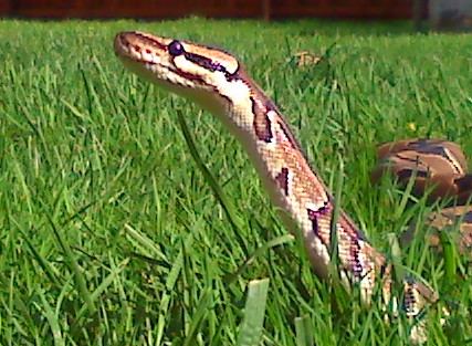 Melody outside for first time this year..checking things out