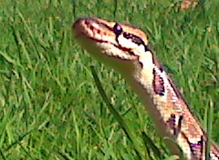 Melody outside for first time this year..checking things out